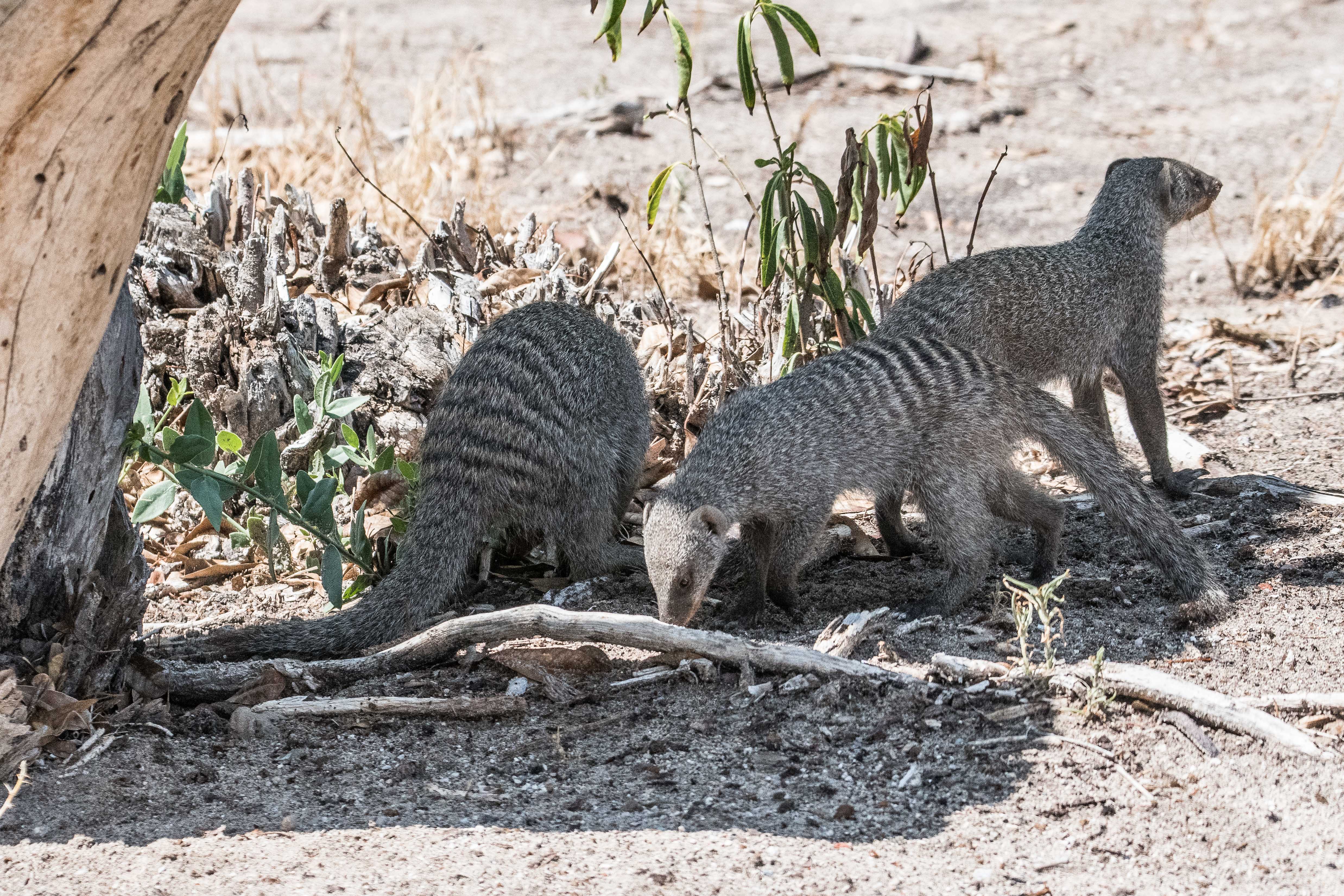 Mangoustes ou Mangues rayées (Banded mongoose, Mungos mungo), Namutoni, Parc National d'Etosha, Kunene, Namibie.